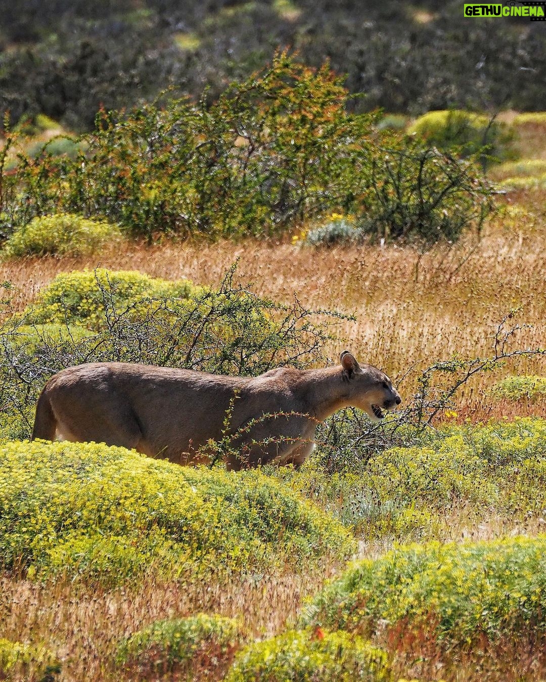 Jasper Pääkkönen Instagram - Hello!! As we were leaving @ecocamp to continue our Patagonia journey we spotted this gorgeous lady (I believe it’s a she - someone confirm?) just casually walking in the tall grass. A breathtaking 10 minutes spent taking photos and admiring her grace. She didn’t mind us, not even my ”heeeere, kitty kitty kitty” call. Torres Del Paine ❤️ #patagonia #puma #torresdelpainenationalpark #🇨🇱 Parque Nacional Torres del Paine