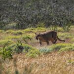 Jasper Pääkkönen Instagram – Hello!! As we were leaving @ecocamp to continue our  Patagonia journey we spotted this gorgeous lady (I believe it’s a she – someone confirm?) just casually walking in the tall grass. A breathtaking 10 minutes spent taking photos and admiring her grace. She didn’t mind us, not even my ”heeeere, kitty kitty kitty” call. Torres Del Paine ❤️ #patagonia #puma #torresdelpainenationalpark #🇨🇱 Parque Nacional Torres del Paine