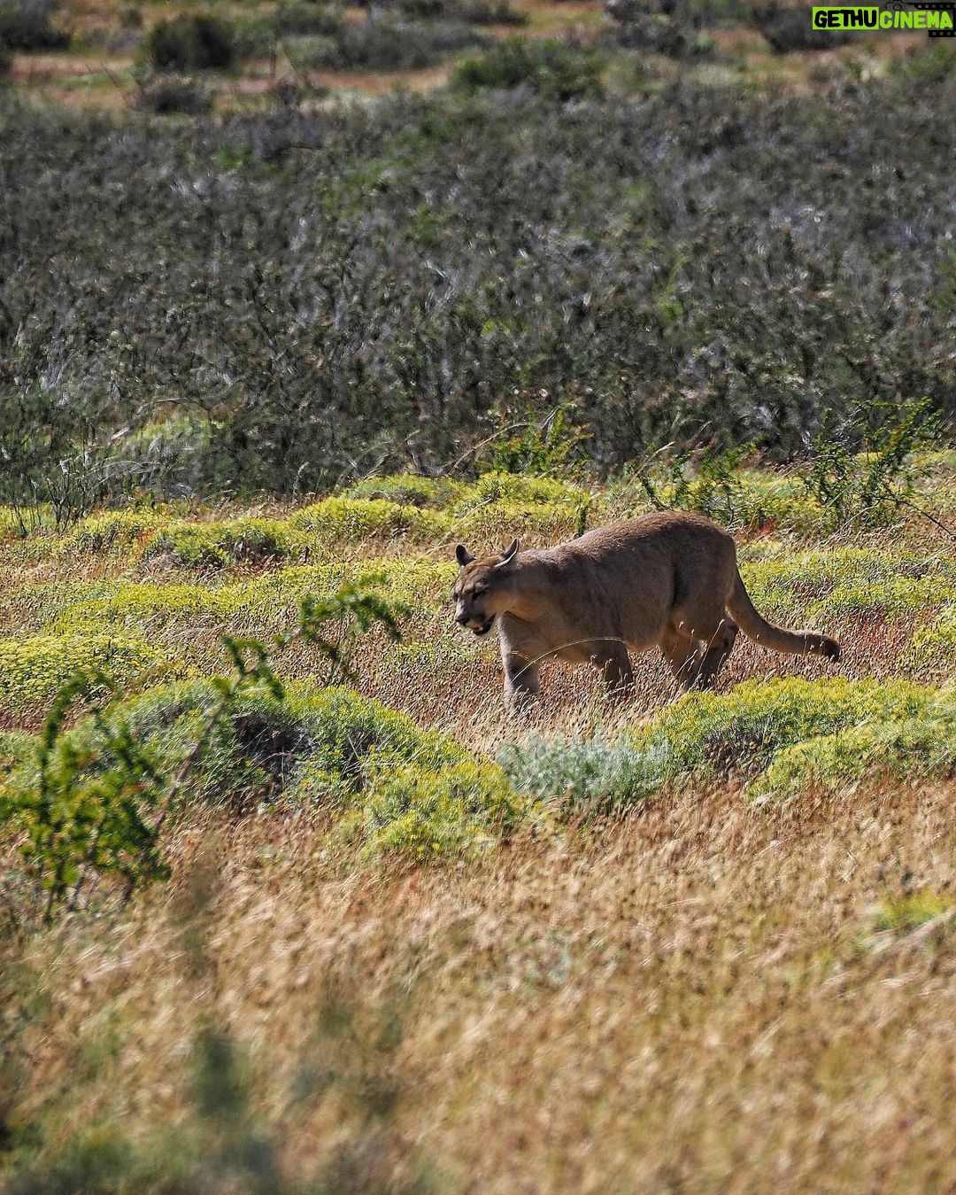 Jasper Pääkkönen Instagram - Hello!! As we were leaving @ecocamp to continue our Patagonia journey we spotted this gorgeous lady (I believe it’s a she - someone confirm?) just casually walking in the tall grass. A breathtaking 10 minutes spent taking photos and admiring her grace. She didn’t mind us, not even my ”heeeere, kitty kitty kitty” call. Torres Del Paine ❤️ #patagonia #puma #torresdelpainenationalpark #🇨🇱 Parque Nacional Torres del Paine