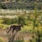 Jasper Pääkkönen Instagram – Hello!! As we were leaving @ecocamp to continue our  Patagonia journey we spotted this gorgeous lady (I believe it’s a she – someone confirm?) just casually walking in the tall grass. A breathtaking 10 minutes spent taking photos and admiring her grace. She didn’t mind us, not even my ”heeeere, kitty kitty kitty” call. Torres Del Paine ❤️ #patagonia #puma #torresdelpainenationalpark #🇨🇱 Parque Nacional Torres del Paine