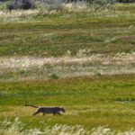 Jasper Pääkkönen Instagram - Hello!! As we were leaving @ecocamp to continue our Patagonia journey we spotted this gorgeous lady (I believe it’s a she - someone confirm?) just casually walking in the tall grass. A breathtaking 10 minutes spent taking photos and admiring her grace. She didn’t mind us, not even my ”heeeere, kitty kitty kitty” call. Torres Del Paine ❤️ #patagonia #puma #torresdelpainenationalpark #🇨🇱 Parque Nacional Torres del Paine