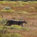 Jasper Pääkkönen Instagram – Hello!! As we were leaving @ecocamp to continue our  Patagonia journey we spotted this gorgeous lady (I believe it’s a she – someone confirm?) just casually walking in the tall grass. A breathtaking 10 minutes spent taking photos and admiring her grace. She didn’t mind us, not even my ”heeeere, kitty kitty kitty” call. Torres Del Paine ❤️ #patagonia #puma #torresdelpainenationalpark #🇨🇱 Parque Nacional Torres del Paine