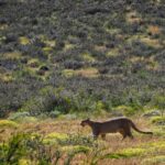 Jasper Pääkkönen Instagram - Hello!! As we were leaving @ecocamp to continue our Patagonia journey we spotted this gorgeous lady (I believe it’s a she - someone confirm?) just casually walking in the tall grass. A breathtaking 10 minutes spent taking photos and admiring her grace. She didn’t mind us, not even my ”heeeere, kitty kitty kitty” call. Torres Del Paine ❤️ #patagonia #puma #torresdelpainenationalpark #🇨🇱 Parque Nacional Torres del Paine