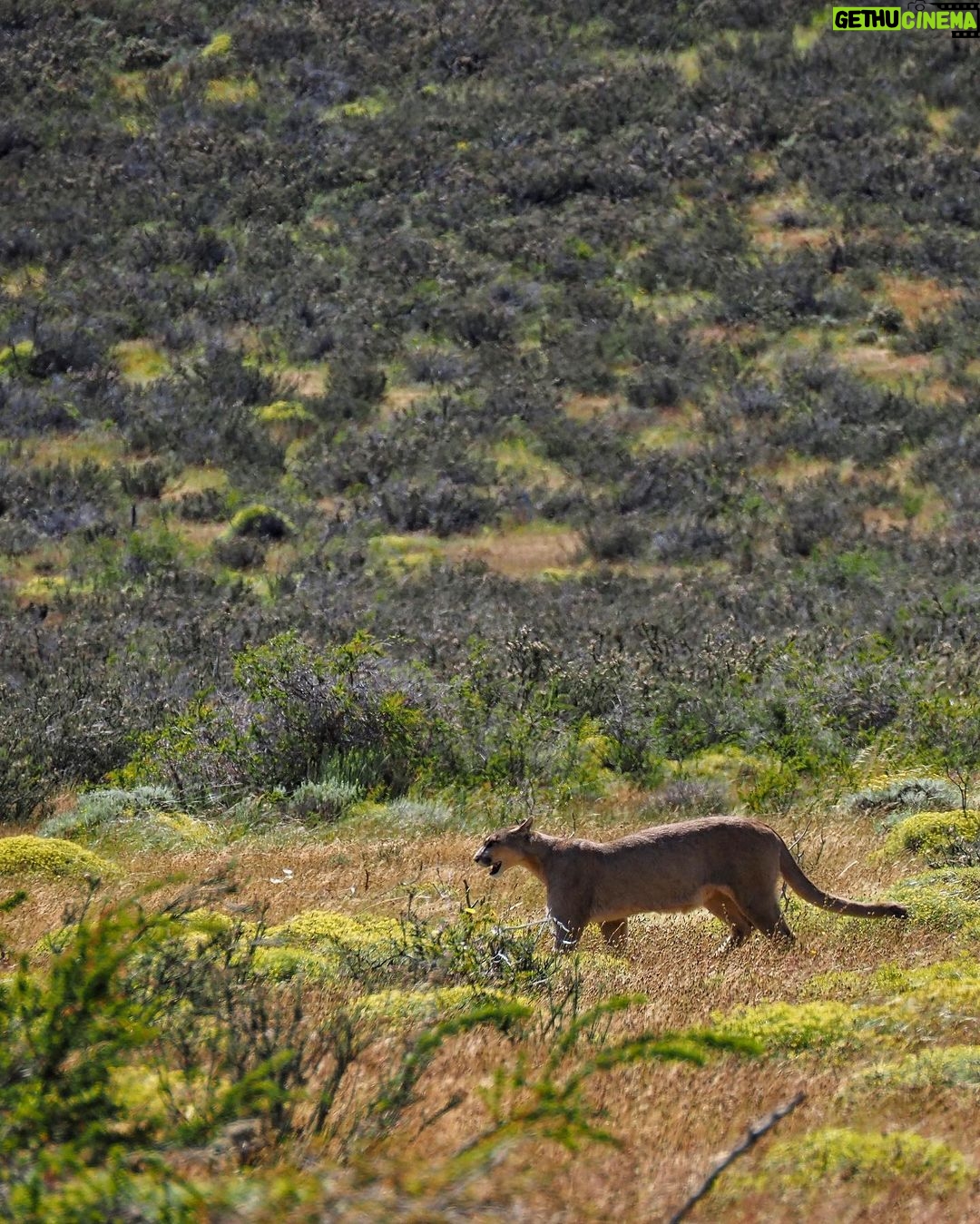 Jasper Pääkkönen Instagram - Hello!! As we were leaving @ecocamp to continue our Patagonia journey we spotted this gorgeous lady (I believe it’s a she - someone confirm?) just casually walking in the tall grass. A breathtaking 10 minutes spent taking photos and admiring her grace. She didn’t mind us, not even my ”heeeere, kitty kitty kitty” call. Torres Del Paine ❤️ #patagonia #puma #torresdelpainenationalpark #🇨🇱 Parque Nacional Torres del Paine