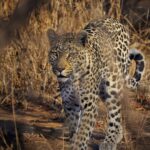 Jasper Pääkkönen Instagram – Last batch of my photos from our safari trip to @ulusabagamereserve in Kruger National Park, South Africa. These animals are alive and able to freely roam the Kruger park mainly because they are protected from poachers by armed anti-poaching units, who in turn are mainly funded with the money generated by safari tourism. #wildaid #krugernationalpark #ulusaba #roarafrica #vletravels #shootwithcamerasnotwithguns #olympussuomi Ulusaba- Sir Richard Branson’s Private Game Reserve