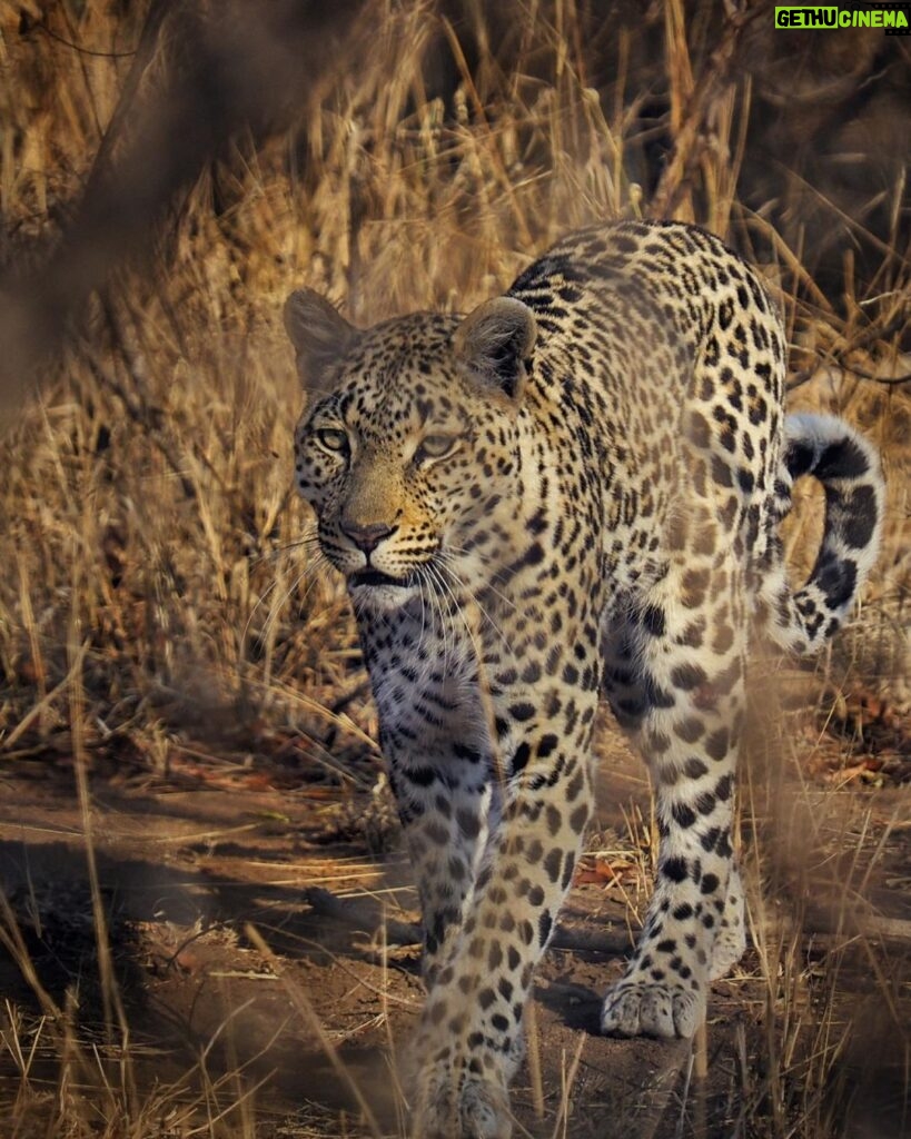 Jasper Pääkkönen Instagram - Last batch of my photos from our safari trip to @ulusabagamereserve in Kruger National Park, South Africa. These animals are alive and able to freely roam the Kruger park mainly because they are protected from poachers by armed anti-poaching units, who in turn are mainly funded with the money generated by safari tourism. #wildaid #krugernationalpark #ulusaba #roarafrica #vletravels #shootwithcamerasnotwithguns #olympussuomi Ulusaba- Sir Richard Branson's Private Game Reserve