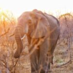 Jasper Pääkkönen Instagram – Last batch of my photos from our safari trip to @ulusabagamereserve in Kruger National Park, South Africa. These animals are alive and able to freely roam the Kruger park mainly because they are protected from poachers by armed anti-poaching units, who in turn are mainly funded with the money generated by safari tourism. #wildaid #krugernationalpark #ulusaba #roarafrica #vletravels #shootwithcamerasnotwithguns #olympussuomi Ulusaba- Sir Richard Branson’s Private Game Reserve