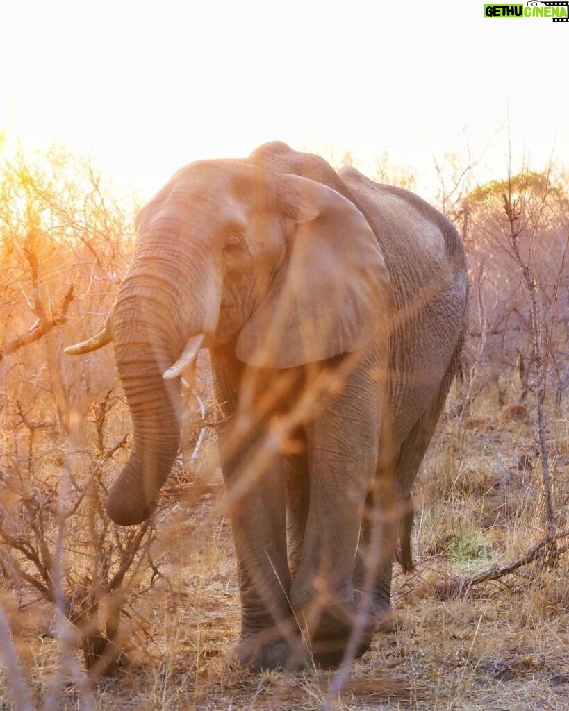 Jasper Pääkkönen Instagram - Last batch of my photos from our safari trip to @ulusabagamereserve in Kruger National Park, South Africa. These animals are alive and able to freely roam the Kruger park mainly because they are protected from poachers by armed anti-poaching units, who in turn are mainly funded with the money generated by safari tourism. #wildaid #krugernationalpark #ulusaba #roarafrica #vletravels #shootwithcamerasnotwithguns #olympussuomi Ulusaba- Sir Richard Branson's Private Game Reserve
