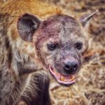 Jasper Pääkkönen Instagram – Last batch of my photos from our safari trip to @ulusabagamereserve in Kruger National Park, South Africa. These animals are alive and able to freely roam the Kruger park mainly because they are protected from poachers by armed anti-poaching units, who in turn are mainly funded with the money generated by safari tourism. #wildaid #krugernationalpark #ulusaba #roarafrica #vletravels #shootwithcamerasnotwithguns #olympussuomi Ulusaba- Sir Richard Branson’s Private Game Reserve