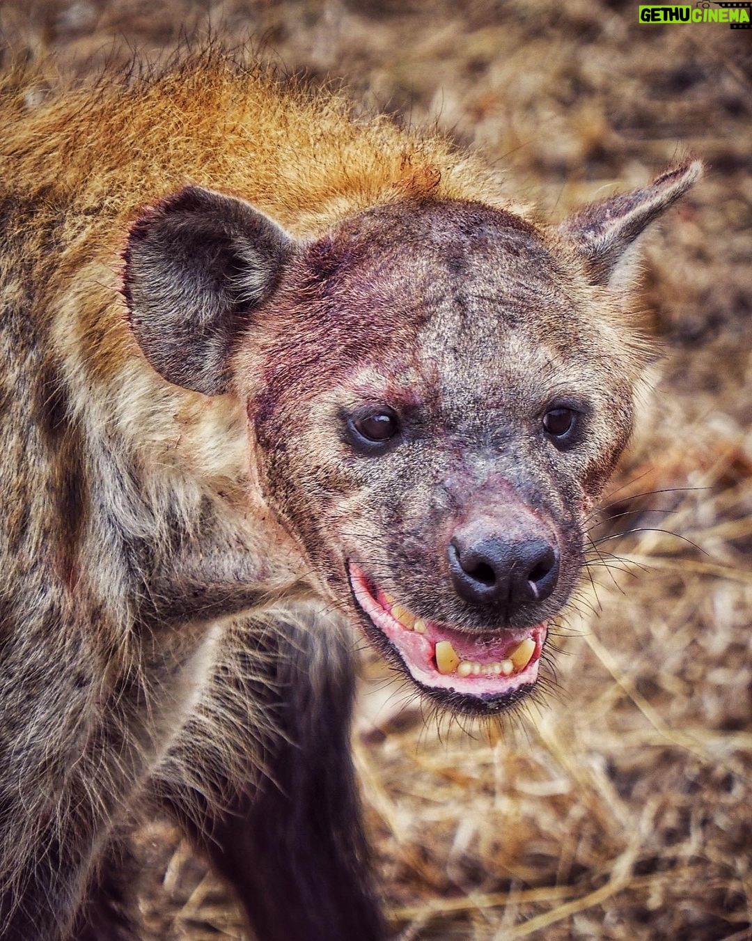 Jasper Pääkkönen Instagram - Last batch of my photos from our safari trip to @ulusabagamereserve in Kruger National Park, South Africa. These animals are alive and able to freely roam the Kruger park mainly because they are protected from poachers by armed anti-poaching units, who in turn are mainly funded with the money generated by safari tourism. #wildaid #krugernationalpark #ulusaba #roarafrica #vletravels #shootwithcamerasnotwithguns #olympussuomi Ulusaba- Sir Richard Branson's Private Game Reserve