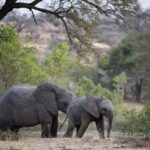 Jasper Pääkkönen Instagram – Last batch of my photos from our safari trip to @ulusabagamereserve in Kruger National Park, South Africa. These animals are alive and able to freely roam the Kruger park mainly because they are protected from poachers by armed anti-poaching units, who in turn are mainly funded with the money generated by safari tourism. #wildaid #krugernationalpark #ulusaba #roarafrica #vletravels #shootwithcamerasnotwithguns #olympussuomi Ulusaba- Sir Richard Branson’s Private Game Reserve
