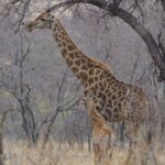 Jasper Pääkkönen Instagram – Last batch of my photos from our safari trip to @ulusabagamereserve in Kruger National Park, South Africa. These animals are alive and able to freely roam the Kruger park mainly because they are protected from poachers by armed anti-poaching units, who in turn are mainly funded with the money generated by safari tourism. #wildaid #krugernationalpark #ulusaba #roarafrica #vletravels #shootwithcamerasnotwithguns #olympussuomi Ulusaba- Sir Richard Branson’s Private Game Reserve