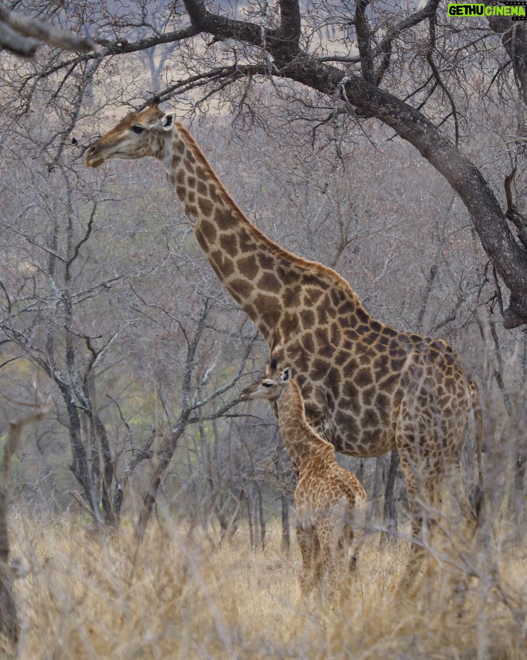 Jasper Pääkkönen Instagram - Last batch of my photos from our safari trip to @ulusabagamereserve in Kruger National Park, South Africa. These animals are alive and able to freely roam the Kruger park mainly because they are protected from poachers by armed anti-poaching units, who in turn are mainly funded with the money generated by safari tourism. #wildaid #krugernationalpark #ulusaba #roarafrica #vletravels #shootwithcamerasnotwithguns #olympussuomi Ulusaba- Sir Richard Branson's Private Game Reserve