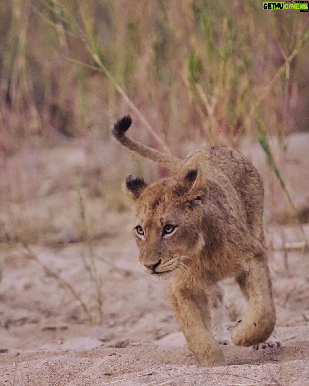 Jasper Pääkkönen Instagram - Last batch of my photos from our safari trip to @ulusabagamereserve in Kruger National Park, South Africa. These animals are alive and able to freely roam the Kruger park mainly because they are protected from poachers by armed anti-poaching units, who in turn are mainly funded with the money generated by safari tourism. #wildaid #krugernationalpark #ulusaba #roarafrica #vletravels #shootwithcamerasnotwithguns #olympussuomi Ulusaba- Sir Richard Branson's Private Game Reserve