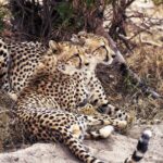 Jasper Pääkkönen Instagram – Last batch of my photos from our safari trip to @ulusabagamereserve in Kruger National Park, South Africa. These animals are alive and able to freely roam the Kruger park mainly because they are protected from poachers by armed anti-poaching units, who in turn are mainly funded with the money generated by safari tourism. #wildaid #krugernationalpark #ulusaba #roarafrica #vletravels #shootwithcamerasnotwithguns #olympussuomi Ulusaba- Sir Richard Branson’s Private Game Reserve