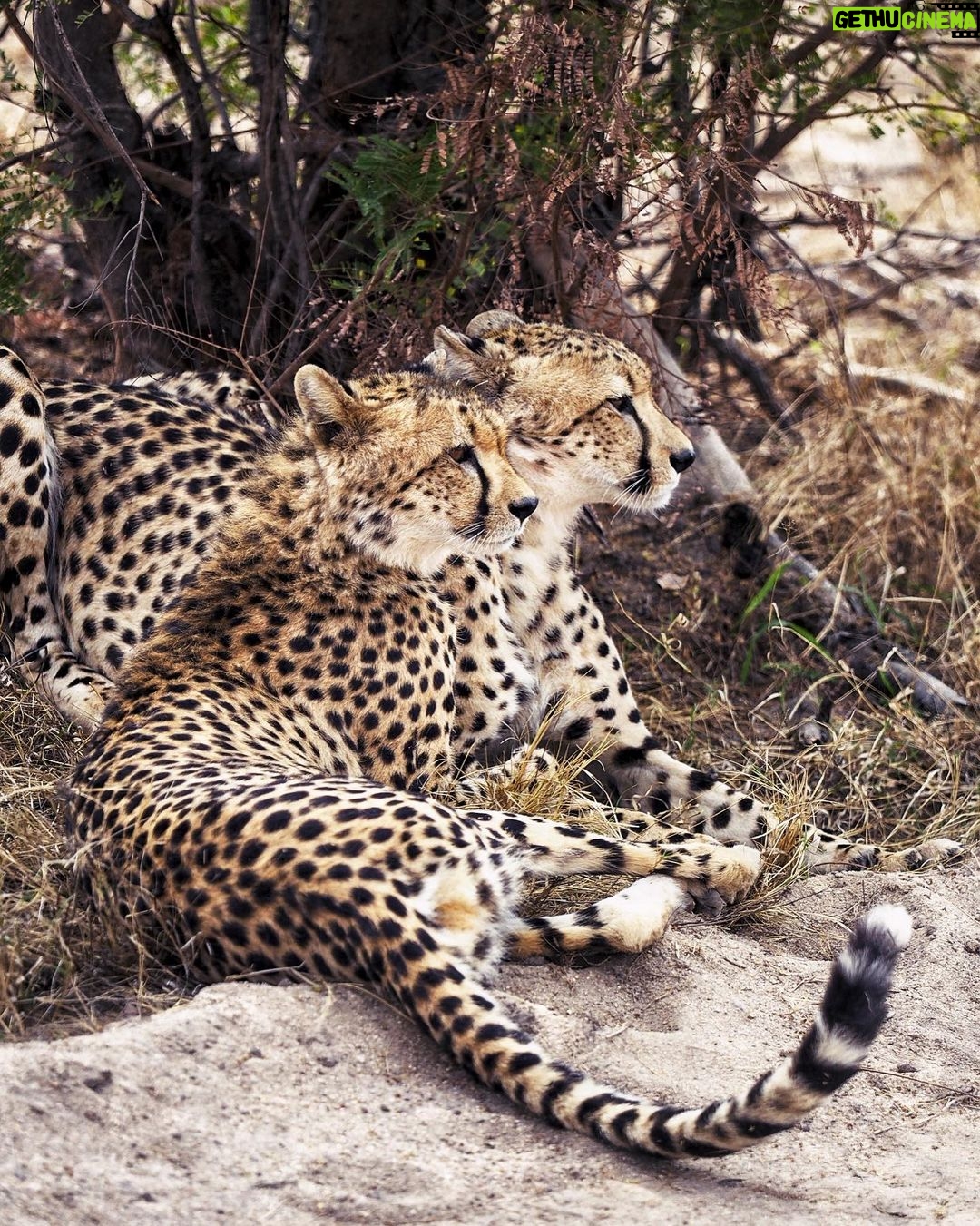 Jasper Pääkkönen Instagram - Last batch of my photos from our safari trip to @ulusabagamereserve in Kruger National Park, South Africa. These animals are alive and able to freely roam the Kruger park mainly because they are protected from poachers by armed anti-poaching units, who in turn are mainly funded with the money generated by safari tourism. #wildaid #krugernationalpark #ulusaba #roarafrica #vletravels #shootwithcamerasnotwithguns #olympussuomi Ulusaba- Sir Richard Branson's Private Game Reserve