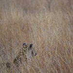 Jasper Pääkkönen Instagram - Last batch of my photos from our safari trip to @ulusabagamereserve in Kruger National Park, South Africa. These animals are alive and able to freely roam the Kruger park mainly because they are protected from poachers by armed anti-poaching units, who in turn are mainly funded with the money generated by safari tourism. #wildaid #krugernationalpark #ulusaba #roarafrica #vletravels #shootwithcamerasnotwithguns #olympussuomi Ulusaba- Sir Richard Branson's Private Game Reserve