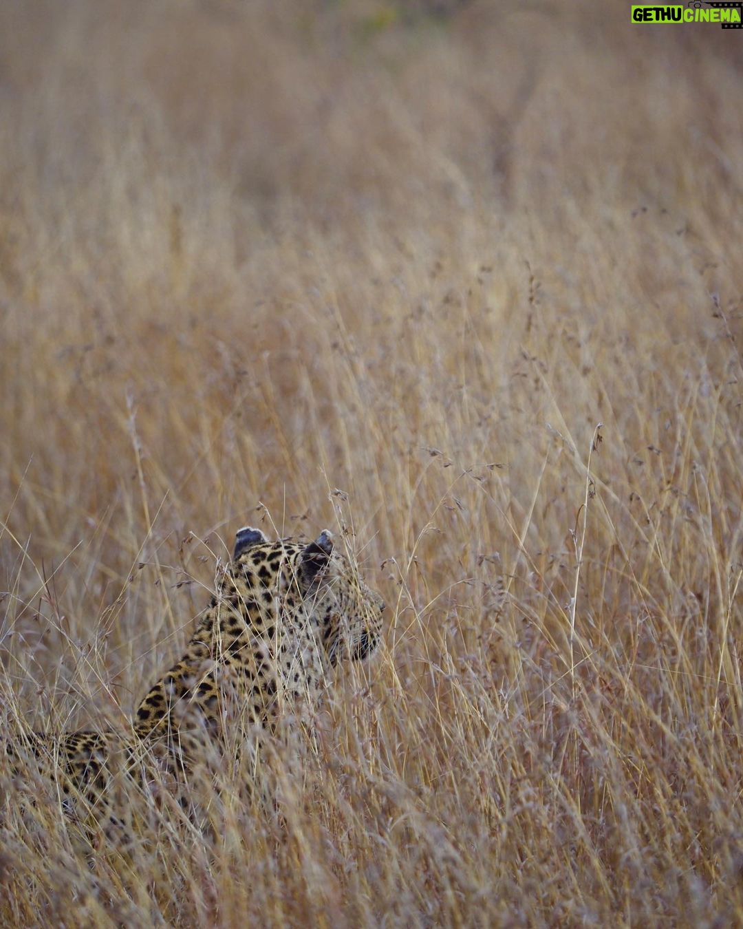 Jasper Pääkkönen Instagram - Last batch of my photos from our safari trip to @ulusabagamereserve in Kruger National Park, South Africa. These animals are alive and able to freely roam the Kruger park mainly because they are protected from poachers by armed anti-poaching units, who in turn are mainly funded with the money generated by safari tourism. #wildaid #krugernationalpark #ulusaba #roarafrica #vletravels #shootwithcamerasnotwithguns #olympussuomi Ulusaba- Sir Richard Branson's Private Game Reserve