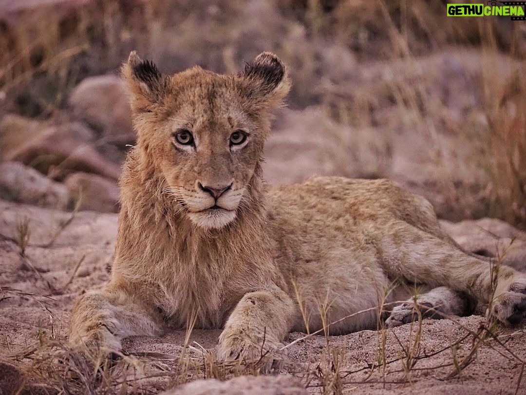 Jasper Pääkkönen Instagram - Learning how to take wildlife photos on @romakinla’s kickass birthday trip to @ulusabagamereserve in Kruger National Park, South Africa. Amazingly intimate moments with these magnificent animals. More to come in stories tomorrow, stay tuned. #safari #krugernationalpark #ulusaba #olympussuomi #discover_earth #savetherhino #wildaid #roarafrica Ulusaba Safari Lodge