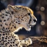 Jasper Pääkkönen Instagram – Learning how to take wildlife photos on @romakinla’s kickass birthday trip to @ulusabagamereserve in Kruger National Park, South Africa. Amazingly intimate moments with these magnificent animals. More to come in stories tomorrow, stay tuned. #safari #krugernationalpark #ulusaba #olympussuomi #discover_earth #savetherhino #wildaid #roarafrica Ulusaba Safari Lodge