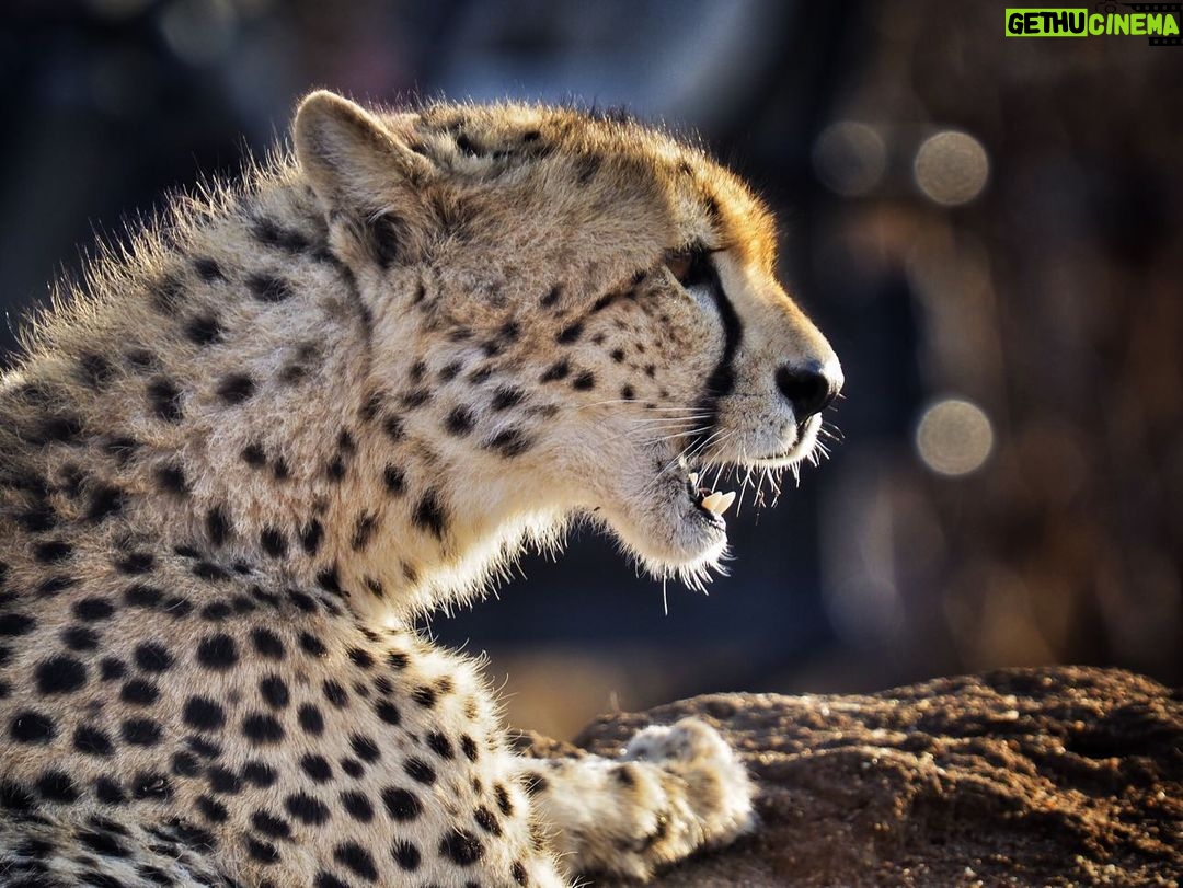 Jasper Pääkkönen Instagram - Learning how to take wildlife photos on @romakinla’s kickass birthday trip to @ulusabagamereserve in Kruger National Park, South Africa. Amazingly intimate moments with these magnificent animals. More to come in stories tomorrow, stay tuned. #safari #krugernationalpark #ulusaba #olympussuomi #discover_earth #savetherhino #wildaid #roarafrica Ulusaba Safari Lodge