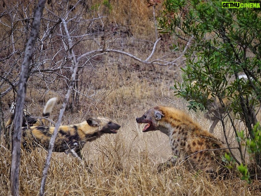 Jasper Pääkkönen Instagram - Learning how to take wildlife photos on @romakinla’s kickass birthday trip to @ulusabagamereserve in Kruger National Park, South Africa. Amazingly intimate moments with these magnificent animals. More to come in stories tomorrow, stay tuned. #safari #krugernationalpark #ulusaba #olympussuomi #discover_earth #savetherhino #wildaid #roarafrica Ulusaba Safari Lodge