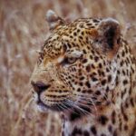 Jasper Pääkkönen Instagram – Learning how to take wildlife photos on @romakinla’s kickass birthday trip to @ulusabagamereserve in Kruger National Park, South Africa. Amazingly intimate moments with these magnificent animals. More to come in stories tomorrow, stay tuned. #safari #krugernationalpark #ulusaba #olympussuomi #discover_earth #savetherhino #wildaid #roarafrica Ulusaba Safari Lodge