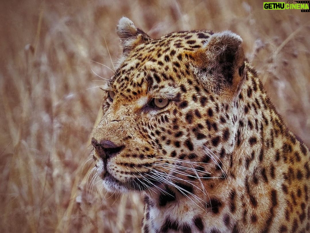 Jasper Pääkkönen Instagram - Learning how to take wildlife photos on @romakinla’s kickass birthday trip to @ulusabagamereserve in Kruger National Park, South Africa. Amazingly intimate moments with these magnificent animals. More to come in stories tomorrow, stay tuned. #safari #krugernationalpark #ulusaba #olympussuomi #discover_earth #savetherhino #wildaid #roarafrica Ulusaba Safari Lodge