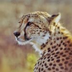 Jasper Pääkkönen Instagram – Learning how to take wildlife photos on @romakinla’s kickass birthday trip to @ulusabagamereserve in Kruger National Park, South Africa. Amazingly intimate moments with these magnificent animals. More to come in stories tomorrow, stay tuned. #safari #krugernationalpark #ulusaba #olympussuomi #discover_earth #savetherhino #wildaid #roarafrica Ulusaba Safari Lodge