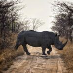 Jasper Pääkkönen Instagram – Learning how to take wildlife photos on @romakinla’s kickass birthday trip to @ulusabagamereserve in Kruger National Park, South Africa. Amazingly intimate moments with these magnificent animals. More to come in stories tomorrow, stay tuned. #safari #krugernationalpark #ulusaba #olympussuomi #discover_earth #savetherhino #wildaid #roarafrica Ulusaba Safari Lodge