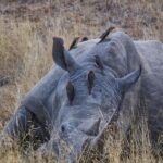 Jasper Pääkkönen Instagram - Today is #WorldRhinoDay. I was lucky enough to take photos of these white rhinos this past week in @ulusabagamereserve , Kruger National Park, South Africa. There are an estimated 17,212 to 18,915 white rhinos left, but in Africa, criminals killed more than 1,100 rhinos last year. And what is more disturbing, there are only 65-68 Javan rhinos and less than 80 Sumatran rhinos left in the wild. A quick Google search reveals some sad facts about rhinos that are illegally hunted and killed for their horns. According to The Guardian, ”the black market value of one kilogram (of rhino horn) is said to be USD 100,000—more than the price of platinum". Firstpost.com writes about World Rhino Day: "From treating cancer and erectile dysfunction to managing hangovers, the horns of endangered wild rhinoceros are widely used as a medical cure-all in parts of Asia. A new Danish-Vietnamese study from the University of Copenhagen uncovers new reasons for why Vietnamese consumers buy illegal rhino horn," a press release on the study said. "For us, the surprising trend is that horn is increasingly being used as a symbolic gesture to console terminally ill family members. The horns are intended to provide the ill with a final source of pleasure and to demonstrate that their families have done everything possible to help them”. The rhino horn is also used for treating hangovers and as a status symbol in business relations. Spreading awareness is crucial for the survival of the species. Please participate in protecting these majestic animals through organizations like @wildaid. #wildaid