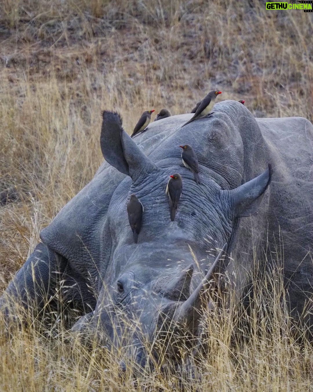 Jasper Pääkkönen Instagram - Today is #WorldRhinoDay. I was lucky enough to take photos of these white rhinos this past week in @ulusabagamereserve , Kruger National Park, South Africa. There are an estimated 17,212 to 18,915 white rhinos left, but in Africa, criminals killed more than 1,100 rhinos last year. And what is more disturbing, there are only 65-68 Javan rhinos and less than 80 Sumatran rhinos left in the wild. A quick Google search reveals some sad facts about rhinos that are illegally hunted and killed for their horns. According to The Guardian, ”the black market value of one kilogram (of rhino horn) is said to be USD 100,000—more than the price of platinum". Firstpost.com writes about World Rhino Day: "From treating cancer and erectile dysfunction to managing hangovers, the horns of endangered wild rhinoceros are widely used as a medical cure-all in parts of Asia. A new Danish-Vietnamese study from the University of Copenhagen uncovers new reasons for why Vietnamese consumers buy illegal rhino horn," a press release on the study said. "For us, the surprising trend is that horn is increasingly being used as a symbolic gesture to console terminally ill family members. The horns are intended to provide the ill with a final source of pleasure and to demonstrate that their families have done everything possible to help them”. The rhino horn is also used for treating hangovers and as a status symbol in business relations. Spreading awareness is crucial for the survival of the species. Please participate in protecting these majestic animals through organizations like @wildaid. #wildaid