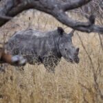 Jasper Pääkkönen Instagram – Today is #WorldRhinoDay. I was lucky enough to take photos of these white rhinos this past week in @ulusabagamereserve , Kruger National Park, South Africa. There are an estimated 17,212 to 18,915 white rhinos left, but in Africa, criminals killed more than 1,100 rhinos last year.
And what is more disturbing, there are only 65-68 Javan rhinos and less than 80 Sumatran rhinos left in the wild.

A quick Google search reveals some sad facts about rhinos that are illegally hunted and killed for their horns. 
According to The Guardian, ”the black market value of one kilogram (of rhino horn) is said to be USD 100,000—more than the price of platinum”. Firstpost.com writes about World Rhino Day: “From treating cancer and erectile dysfunction to managing hangovers, the horns of endangered wild rhinoceros are widely used as a medical cure-all in parts of Asia. A new Danish-Vietnamese study from the University of Copenhagen uncovers new reasons for why Vietnamese consumers buy illegal rhino horn,” a press release on the study said.
“For us, the surprising trend is that horn is increasingly being used as a symbolic gesture to console terminally ill family members. The horns are intended to provide the ill with a final source of pleasure and to demonstrate that their families have done everything possible to help them”. The rhino horn is also used for treating hangovers and as a status symbol in business relations.

Spreading awareness is crucial for the survival of the species. Please participate in protecting these majestic animals through organizations like @wildaid. 
#wildaid