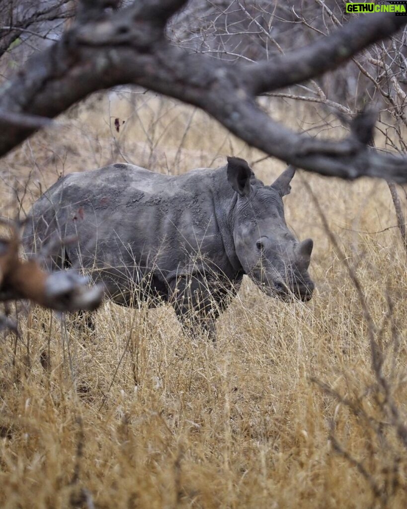 Jasper Pääkkönen Instagram - Today is #WorldRhinoDay. I was lucky enough to take photos of these white rhinos this past week in @ulusabagamereserve , Kruger National Park, South Africa. There are an estimated 17,212 to 18,915 white rhinos left, but in Africa, criminals killed more than 1,100 rhinos last year. And what is more disturbing, there are only 65-68 Javan rhinos and less than 80 Sumatran rhinos left in the wild. A quick Google search reveals some sad facts about rhinos that are illegally hunted and killed for their horns. According to The Guardian, ”the black market value of one kilogram (of rhino horn) is said to be USD 100,000—more than the price of platinum". Firstpost.com writes about World Rhino Day: "From treating cancer and erectile dysfunction to managing hangovers, the horns of endangered wild rhinoceros are widely used as a medical cure-all in parts of Asia. A new Danish-Vietnamese study from the University of Copenhagen uncovers new reasons for why Vietnamese consumers buy illegal rhino horn," a press release on the study said. "For us, the surprising trend is that horn is increasingly being used as a symbolic gesture to console terminally ill family members. The horns are intended to provide the ill with a final source of pleasure and to demonstrate that their families have done everything possible to help them”. The rhino horn is also used for treating hangovers and as a status symbol in business relations. Spreading awareness is crucial for the survival of the species. Please participate in protecting these majestic animals through organizations like @wildaid. #wildaid