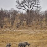 Jasper Pääkkönen Instagram – Today is #WorldRhinoDay. I was lucky enough to take photos of these white rhinos this past week in @ulusabagamereserve , Kruger National Park, South Africa. There are an estimated 17,212 to 18,915 white rhinos left, but in Africa, criminals killed more than 1,100 rhinos last year.
And what is more disturbing, there are only 65-68 Javan rhinos and less than 80 Sumatran rhinos left in the wild.

A quick Google search reveals some sad facts about rhinos that are illegally hunted and killed for their horns. 
According to The Guardian, ”the black market value of one kilogram (of rhino horn) is said to be USD 100,000—more than the price of platinum”. Firstpost.com writes about World Rhino Day: “From treating cancer and erectile dysfunction to managing hangovers, the horns of endangered wild rhinoceros are widely used as a medical cure-all in parts of Asia. A new Danish-Vietnamese study from the University of Copenhagen uncovers new reasons for why Vietnamese consumers buy illegal rhino horn,” a press release on the study said.
“For us, the surprising trend is that horn is increasingly being used as a symbolic gesture to console terminally ill family members. The horns are intended to provide the ill with a final source of pleasure and to demonstrate that their families have done everything possible to help them”. The rhino horn is also used for treating hangovers and as a status symbol in business relations.

Spreading awareness is crucial for the survival of the species. Please participate in protecting these majestic animals through organizations like @wildaid. 
#wildaid