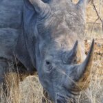 Jasper Pääkkönen Instagram – Today is #WorldRhinoDay. I was lucky enough to take photos of these white rhinos this past week in @ulusabagamereserve , Kruger National Park, South Africa. There are an estimated 17,212 to 18,915 white rhinos left, but in Africa, criminals killed more than 1,100 rhinos last year.
And what is more disturbing, there are only 65-68 Javan rhinos and less than 80 Sumatran rhinos left in the wild.

A quick Google search reveals some sad facts about rhinos that are illegally hunted and killed for their horns. 
According to The Guardian, ”the black market value of one kilogram (of rhino horn) is said to be USD 100,000—more than the price of platinum”. Firstpost.com writes about World Rhino Day: “From treating cancer and erectile dysfunction to managing hangovers, the horns of endangered wild rhinoceros are widely used as a medical cure-all in parts of Asia. A new Danish-Vietnamese study from the University of Copenhagen uncovers new reasons for why Vietnamese consumers buy illegal rhino horn,” a press release on the study said.
“For us, the surprising trend is that horn is increasingly being used as a symbolic gesture to console terminally ill family members. The horns are intended to provide the ill with a final source of pleasure and to demonstrate that their families have done everything possible to help them”. The rhino horn is also used for treating hangovers and as a status symbol in business relations.

Spreading awareness is crucial for the survival of the species. Please participate in protecting these majestic animals through organizations like @wildaid. 
#wildaid