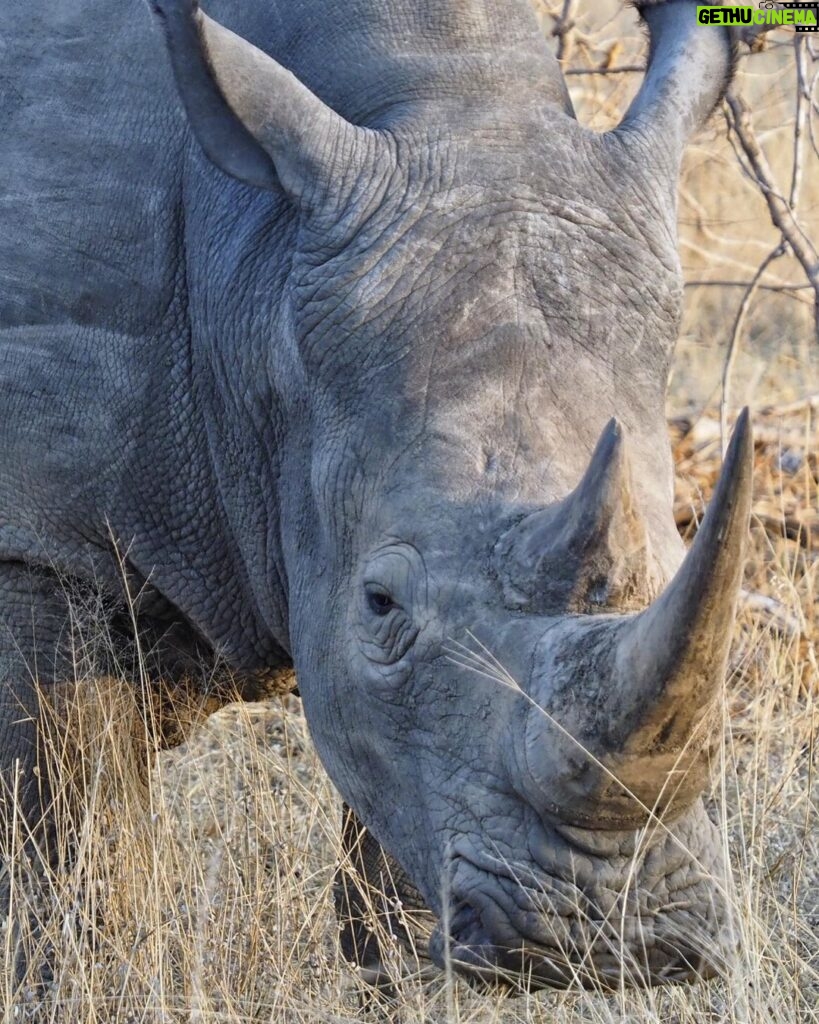Jasper Pääkkönen Instagram - Today is #WorldRhinoDay. I was lucky enough to take photos of these white rhinos this past week in @ulusabagamereserve , Kruger National Park, South Africa. There are an estimated 17,212 to 18,915 white rhinos left, but in Africa, criminals killed more than 1,100 rhinos last year. And what is more disturbing, there are only 65-68 Javan rhinos and less than 80 Sumatran rhinos left in the wild. A quick Google search reveals some sad facts about rhinos that are illegally hunted and killed for their horns. According to The Guardian, ”the black market value of one kilogram (of rhino horn) is said to be USD 100,000—more than the price of platinum". Firstpost.com writes about World Rhino Day: "From treating cancer and erectile dysfunction to managing hangovers, the horns of endangered wild rhinoceros are widely used as a medical cure-all in parts of Asia. A new Danish-Vietnamese study from the University of Copenhagen uncovers new reasons for why Vietnamese consumers buy illegal rhino horn," a press release on the study said. "For us, the surprising trend is that horn is increasingly being used as a symbolic gesture to console terminally ill family members. The horns are intended to provide the ill with a final source of pleasure and to demonstrate that their families have done everything possible to help them”. The rhino horn is also used for treating hangovers and as a status symbol in business relations. Spreading awareness is crucial for the survival of the species. Please participate in protecting these majestic animals through organizations like @wildaid. #wildaid