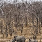Jasper Pääkkönen Instagram – Today is #WorldRhinoDay. I was lucky enough to take photos of these white rhinos this past week in @ulusabagamereserve , Kruger National Park, South Africa. There are an estimated 17,212 to 18,915 white rhinos left, but in Africa, criminals killed more than 1,100 rhinos last year.
And what is more disturbing, there are only 65-68 Javan rhinos and less than 80 Sumatran rhinos left in the wild.

A quick Google search reveals some sad facts about rhinos that are illegally hunted and killed for their horns. 
According to The Guardian, ”the black market value of one kilogram (of rhino horn) is said to be USD 100,000—more than the price of platinum”. Firstpost.com writes about World Rhino Day: “From treating cancer and erectile dysfunction to managing hangovers, the horns of endangered wild rhinoceros are widely used as a medical cure-all in parts of Asia. A new Danish-Vietnamese study from the University of Copenhagen uncovers new reasons for why Vietnamese consumers buy illegal rhino horn,” a press release on the study said.
“For us, the surprising trend is that horn is increasingly being used as a symbolic gesture to console terminally ill family members. The horns are intended to provide the ill with a final source of pleasure and to demonstrate that their families have done everything possible to help them”. The rhino horn is also used for treating hangovers and as a status symbol in business relations.

Spreading awareness is crucial for the survival of the species. Please participate in protecting these majestic animals through organizations like @wildaid. 
#wildaid