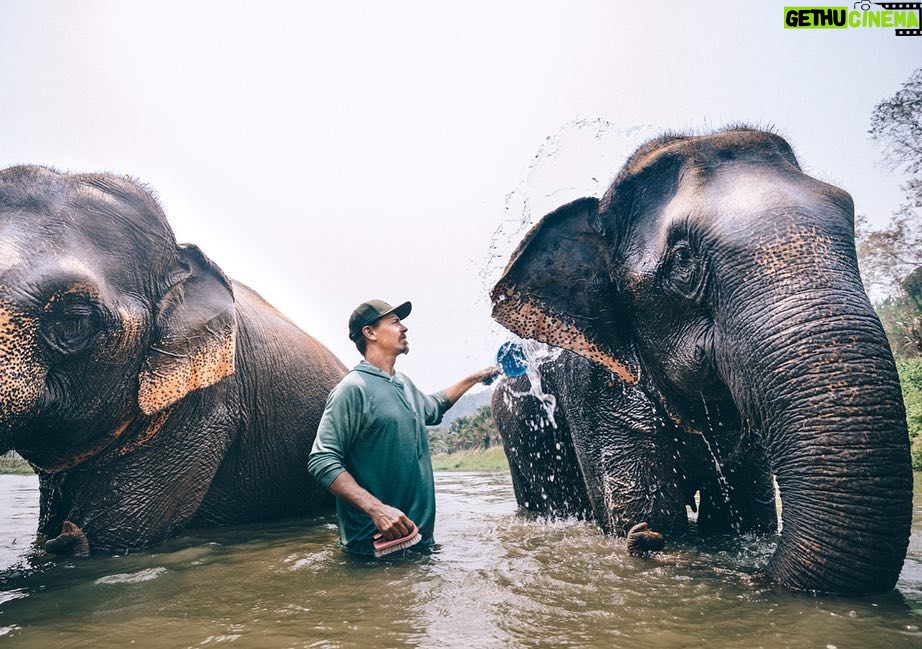 Jasper Pääkkönen Instagram - Bathing my new amigos at @elephantrescuepark in northern Thailand. These elephants are rescued from the logging industry, riding camps, circuses and other poor conditions. 📷: @real_rastivo #happyelephant #dumbo