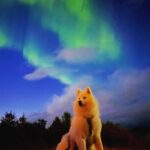 Jasper Pääkkönen Instagram – Phone shots with 3sec shutter.
Awesome aurora borealis on the northern sky last night. #auroraborealis #northernlights #revontulet #samoyed