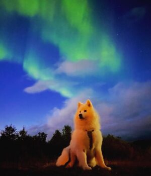 Jasper Pääkkönen Instagram - Phone shots with 3sec shutter.
Awesome aurora borealis on the northern sky last night. #auroraborealis #northernlights #revontulet #samoyed