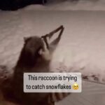 Jay Shetty Instagram - Leave a ❤️ below for this👇 Just out here trying to catch some snowflakes 🥲 via @chloezmarie