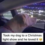 Jay Shetty Instagram - Leave a ❤️ below for this👇 He looks so amazed 🥺 via @kaylaadieppaa