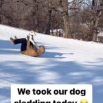 Jay Shetty Instagram - Leave a ❤️ below for this👇 Just in case you needed a smile today ❤️ via @vegetablelatte
