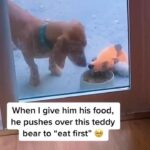Jay Shetty Instagram – Leave a ❤️ below for this👇 Making sure everyone gets their share 🥺😂

via gideonthedachshound on tiktok