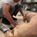 Jean-Claude Van Damme Instagram -
