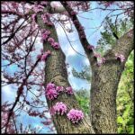 Jeanne Tripplehorn Instagram - Never needed it more.... #spring #rebirth