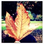 Jeanne Tripplehorn Instagram - 🍁