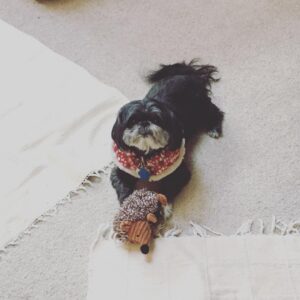 Jeff Blim Instagram - Happy Holidays. Here’s a chew toy.