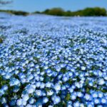 Jeffrey Cobb Instagram - At this rate I’ll be smelling all the flowers in Japan! Remember kiddos, stop and smell the roses…. I mean Nemophila. Enjoy the smaller things in life and take in all the sights and sounds you can 🤙🏽🤙🏽🤙🏽🤙🏽 #JeffCobb #SPLX #Nemophila #CapybaraTea #Kyoto #Japan #SpringTime